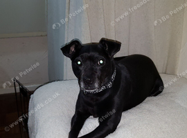 Puppy or older to one year old female dog wanted. ESSEX
