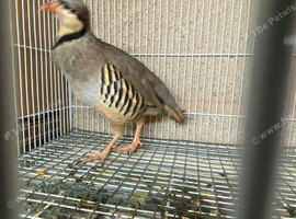 Chukar partridge