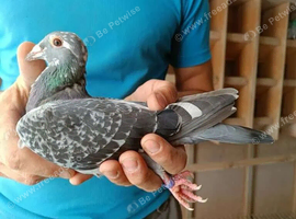 12 Stock racing pigeons.