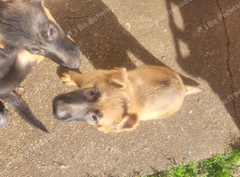 German shepherd puppies