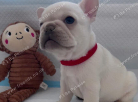 Adorable Frenchbulldog Puppies