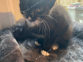 Beautiful little female kitten