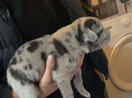 Puppies