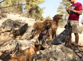 Dog behaviourist & trainer