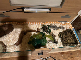 7yr Female Amel Corn Snake + Full Glass & wooden Vivarium Setup &pound;160 ono - Dewsbury