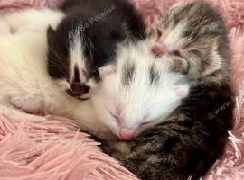 Four Adorable Kittens!
