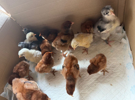 Quality large Orpington&rsquo;s available
