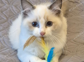 7 TICA Registered Kittens For Sale