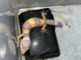 Young leopard gecko (unsexed)ready in around 6 weeks! in Aylesford