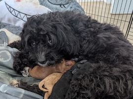 Cavapoo puppy