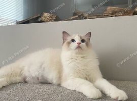 Ragdoll cat