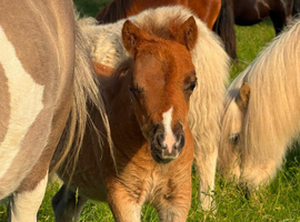 Loving Mini Shetland Colt