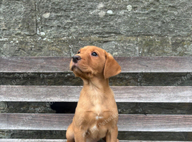 Chunky Labrador Girl Pups Ready Now