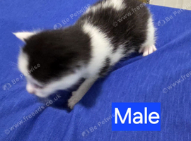 Kittens 1 Male 1 Female