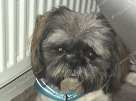 Sadly needs rehoming