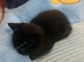 Kittens for sale
