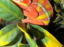 Stunning male panther chameleon