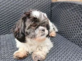 9 month old female Shih tzu