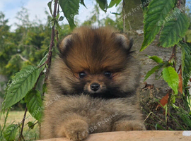 Beautiful Dna clear, pedegree boy pomeranian pup