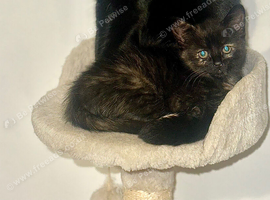 Calico / British shorthaired