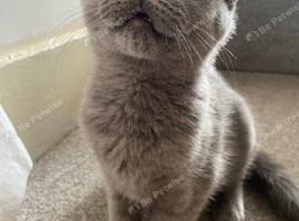 British short hair kitten