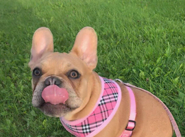 Forever home for our beautiful girl