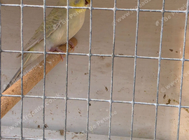 Beautiful budgies pair
