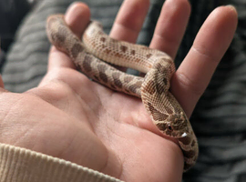 Female 2025 Anaconda Het Lav, Tof,
