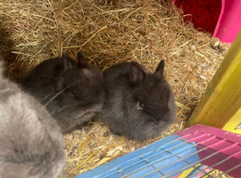 Four beautiful Netherlan dwarfs