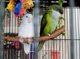 Sierra Parrot and Parrotlet Pair With Cage