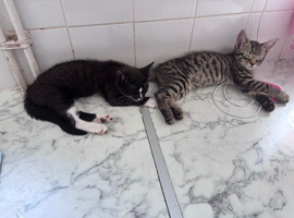 Kittens