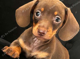 Winnie