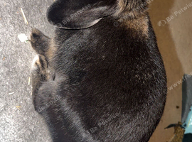 Female Lopped eared rabbit