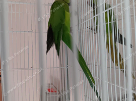 Ringed neck parakeet