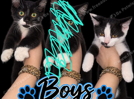 2x Male Kittens 9 weeks old