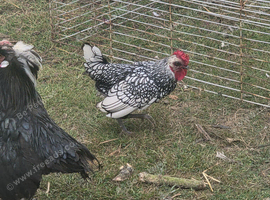 Silver Sebright Young Male
