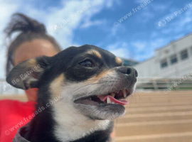 Reggie male chihuahua 3years old