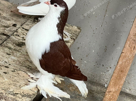 Lahore pigeons