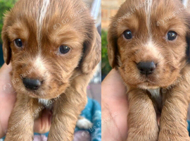 Cocker spaniel