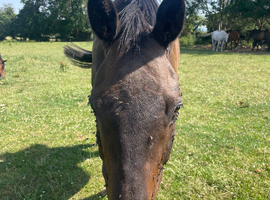Urgent home for my thorboroughbread mahna mohna / dave
