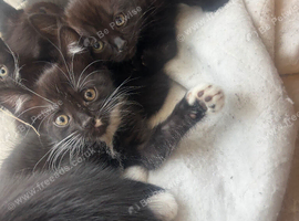 Beautiful litter of girls