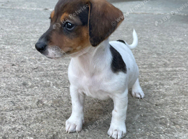 Jack Russell puppies