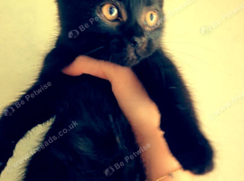 Lovely  black kittens