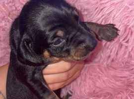 Puppies