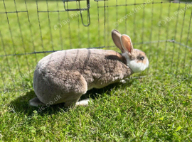 Mini Rex doe