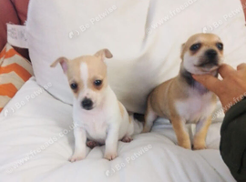 chihuahua Bambi CAN DELIVER
