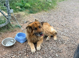 Pet Dog for Sale