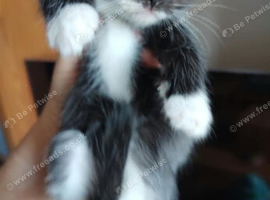 Persian mix kittens
