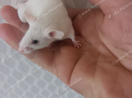 7 Female Mice Ready To Go From Next Friday  &pound;10 A Pair