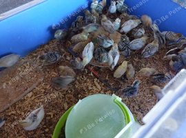 Chinese painted quail - young